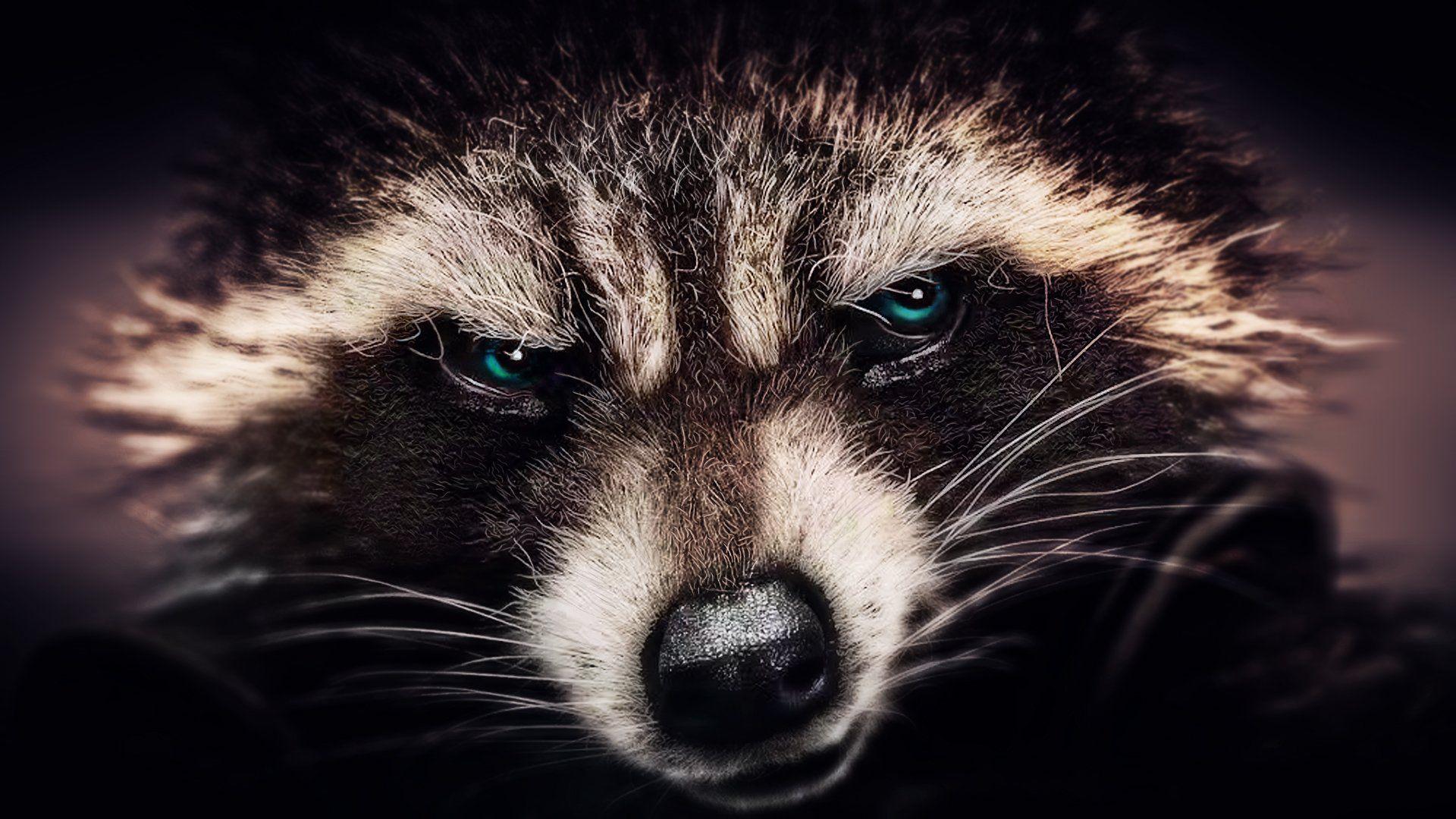 1920x1080 Rocket Raccoon Wallpaper