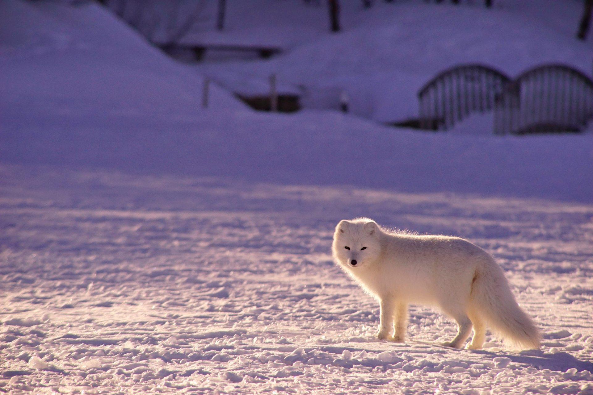 1920x1280 Winter Animal Wallpaper HD Image for Free Download