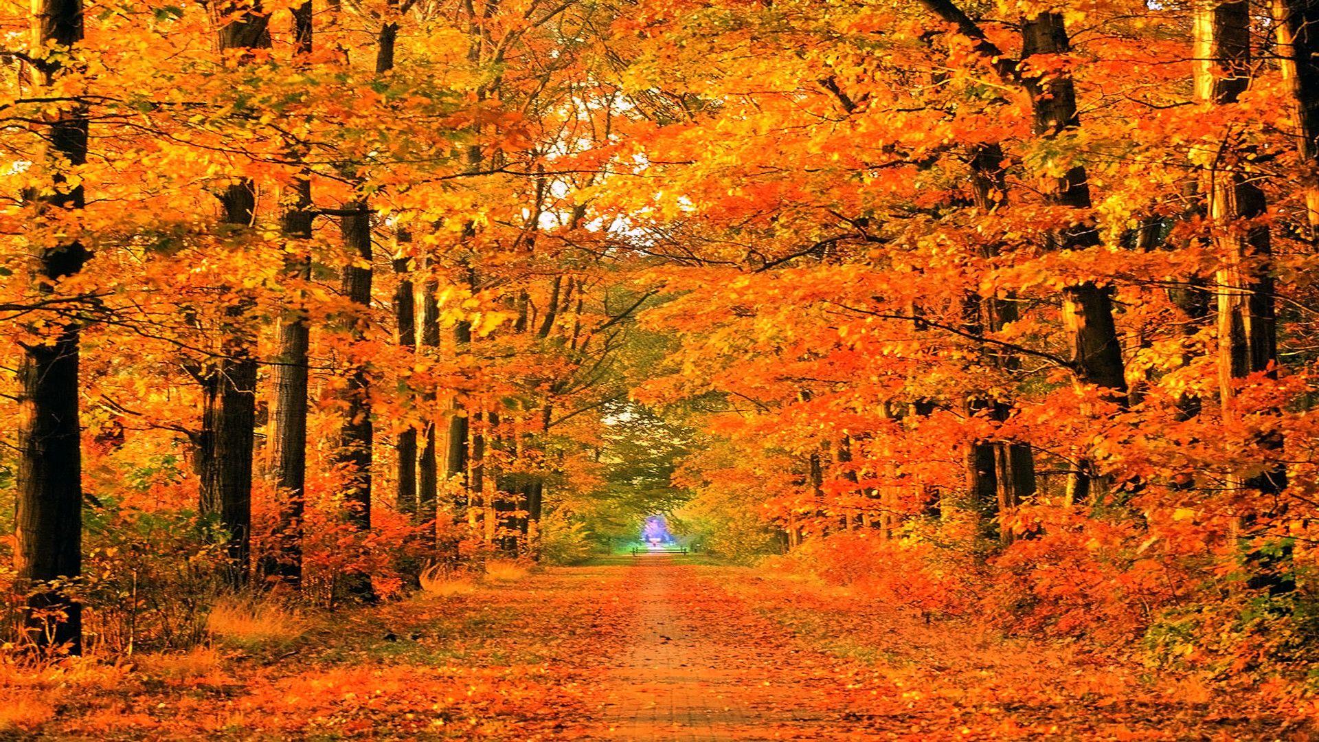 1920x1080 Thanksgiving Computer Wallpaper