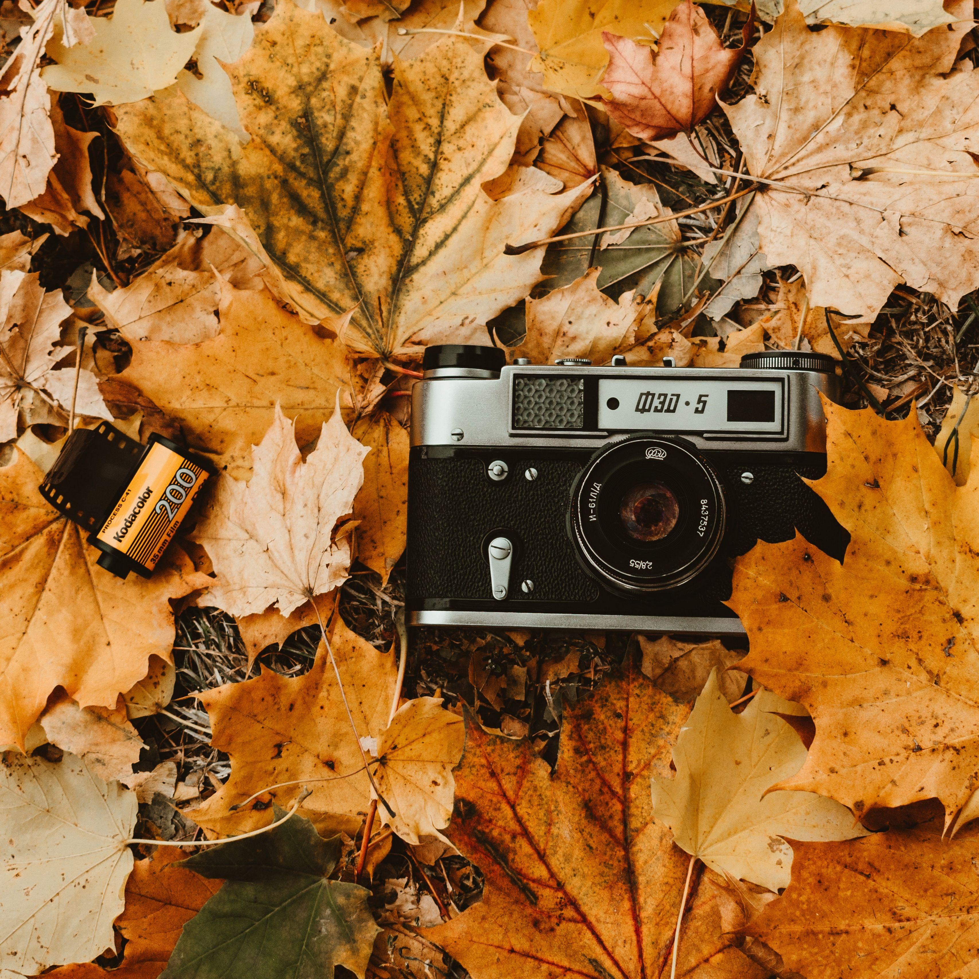 Beautiful autumn scene with orange leaves and blurred brown branches great  design for social media seasonal quotes Vintage fall wallpaper Natural  Stock Photo  Alamy