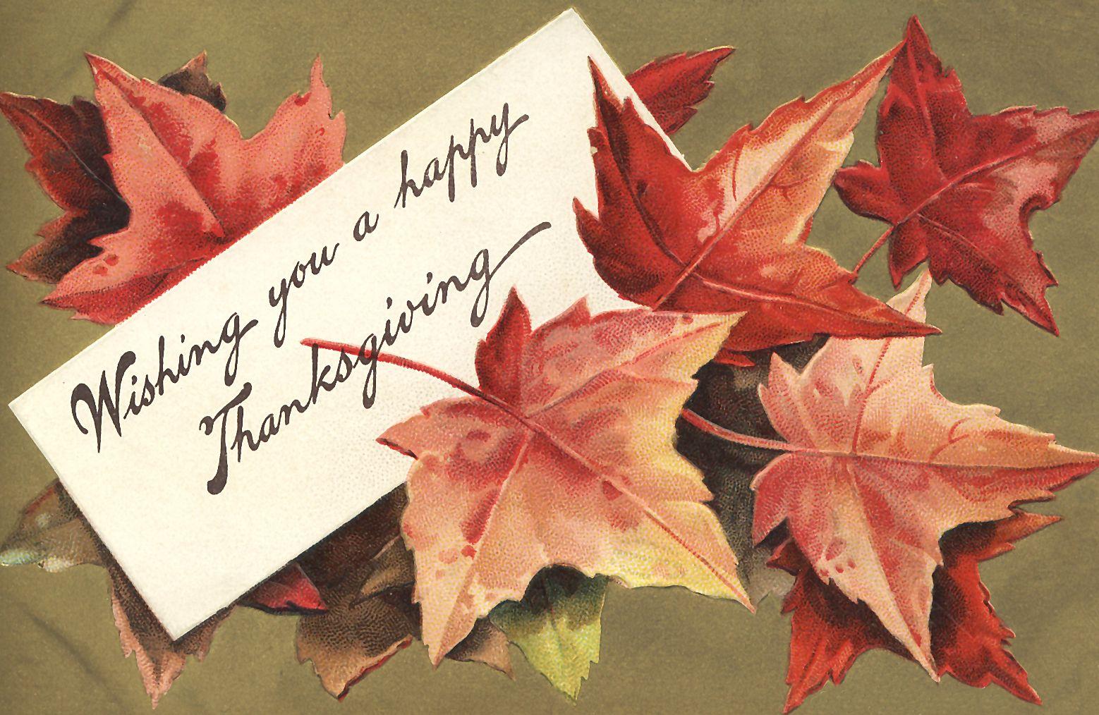 1558x1014 Free Image: Wishing You a Happy Thanksgiving