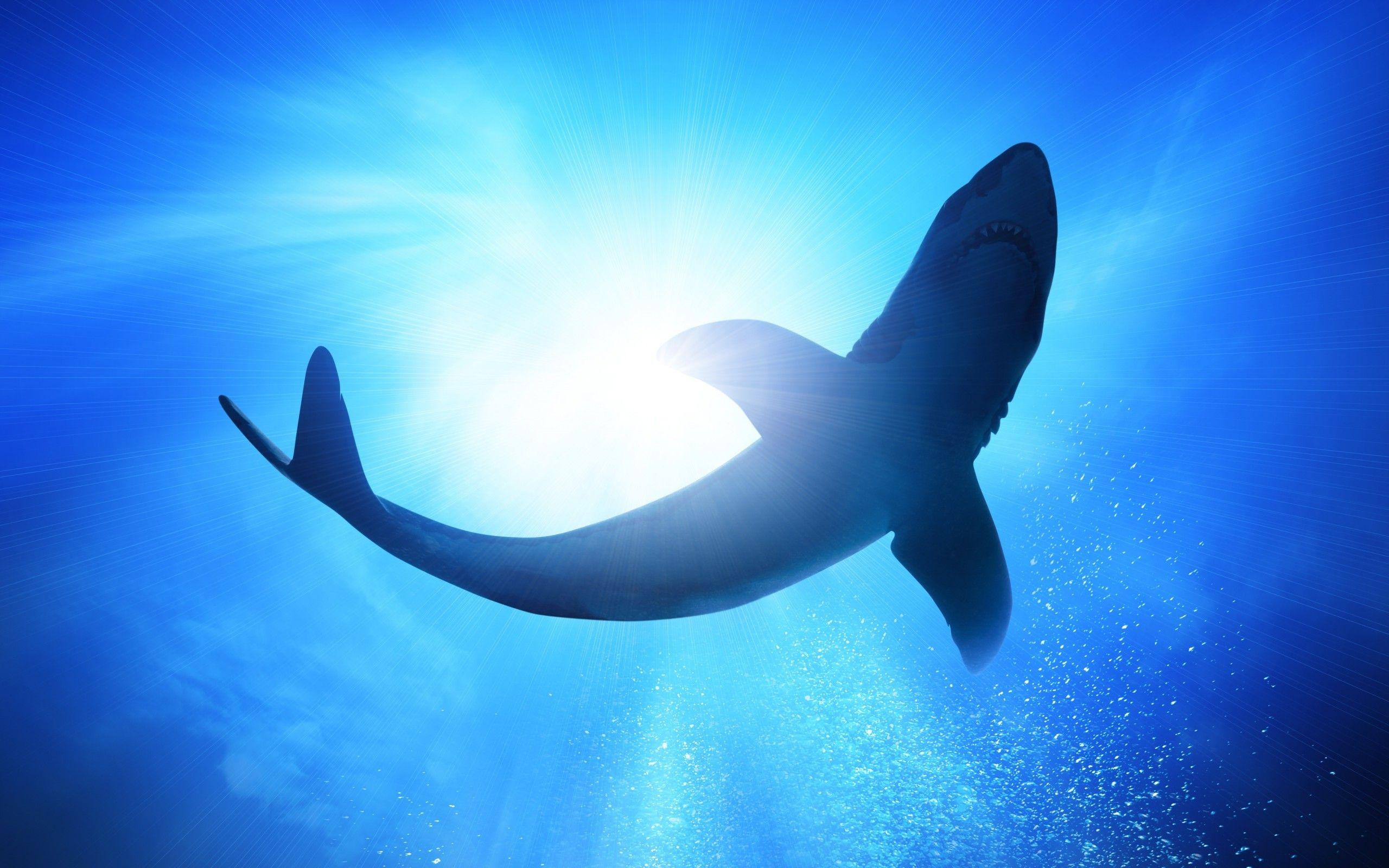 Beautiful Shark Wallpapers - Top Free Beautiful Shark Backgrounds ...