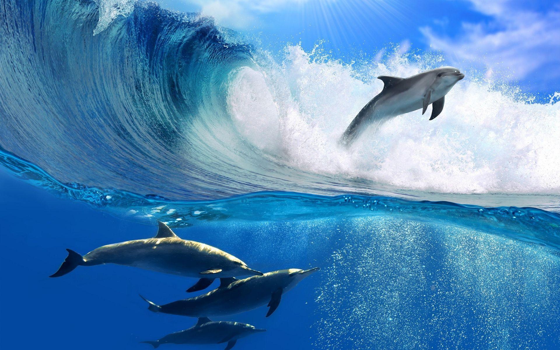 Hình nền HD 1920x1200 Dolphin Wave Wallpaper Top.  Cá heo