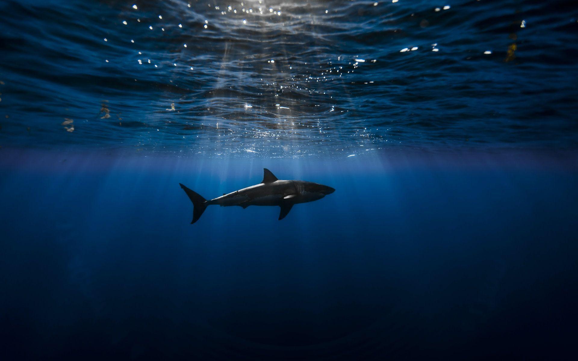 1920x1200 Shark Desktop Wallpaper