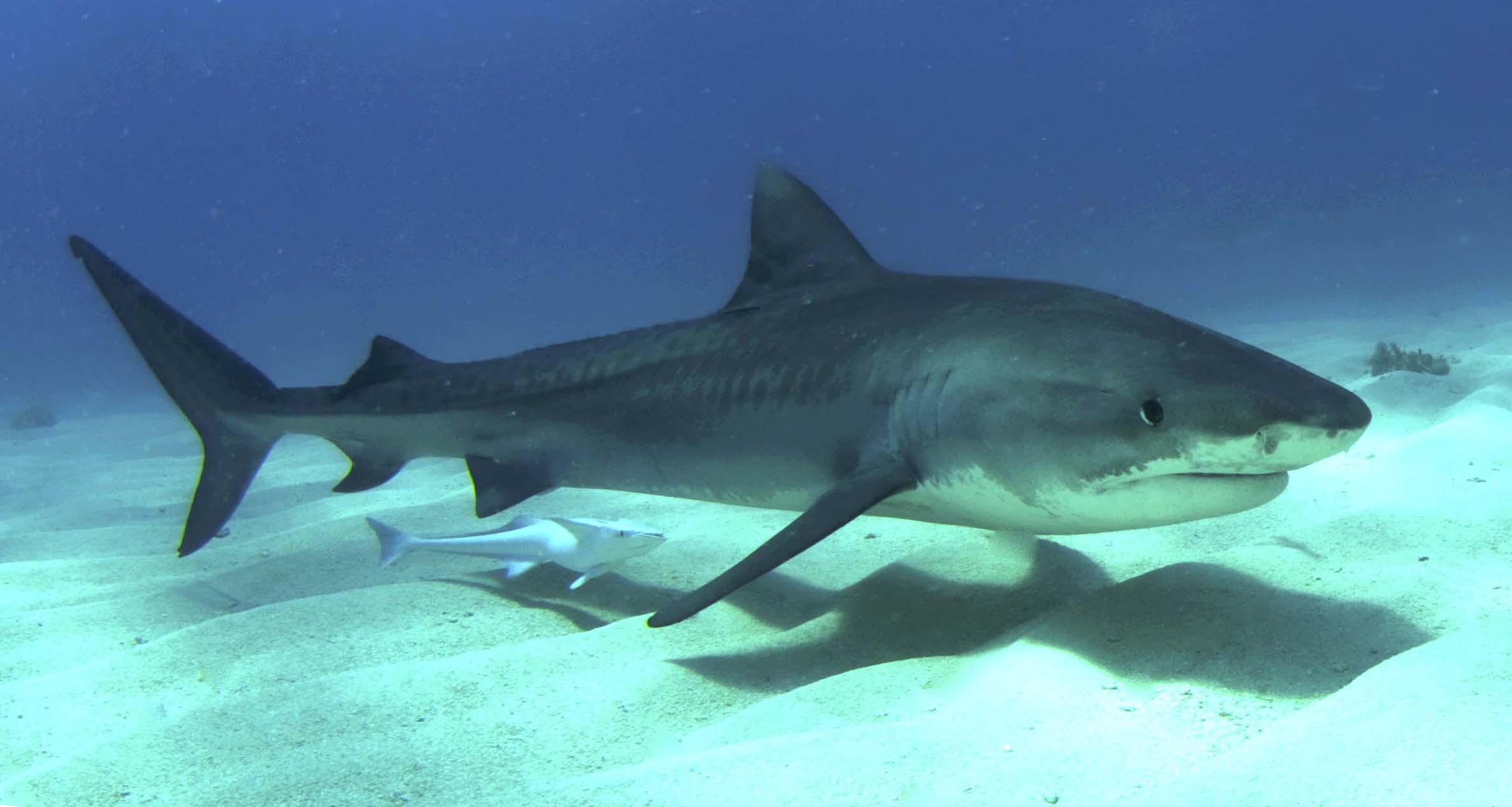 2376x1269 Tiger Shark Picture and HD Wallpaper