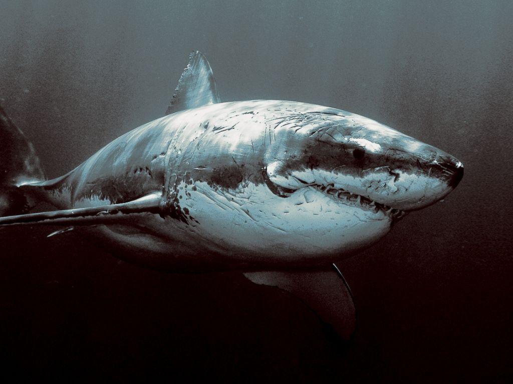 1024x768 of shark 4K wallpaper for your desktop or mobile screen