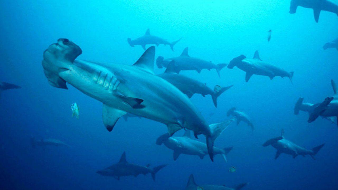 1280x720 Hammerhead Shark Wallpaper Collection HD Wallpaper Artwork