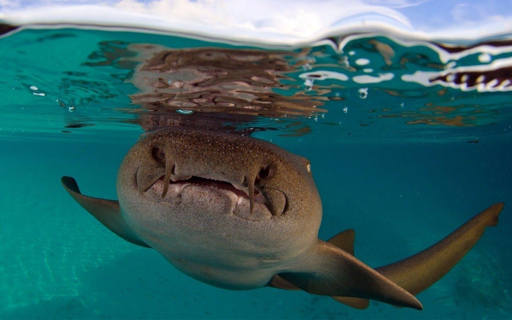 Beautiful Shark Wallpapers - Top Free Beautiful Shark Backgrounds