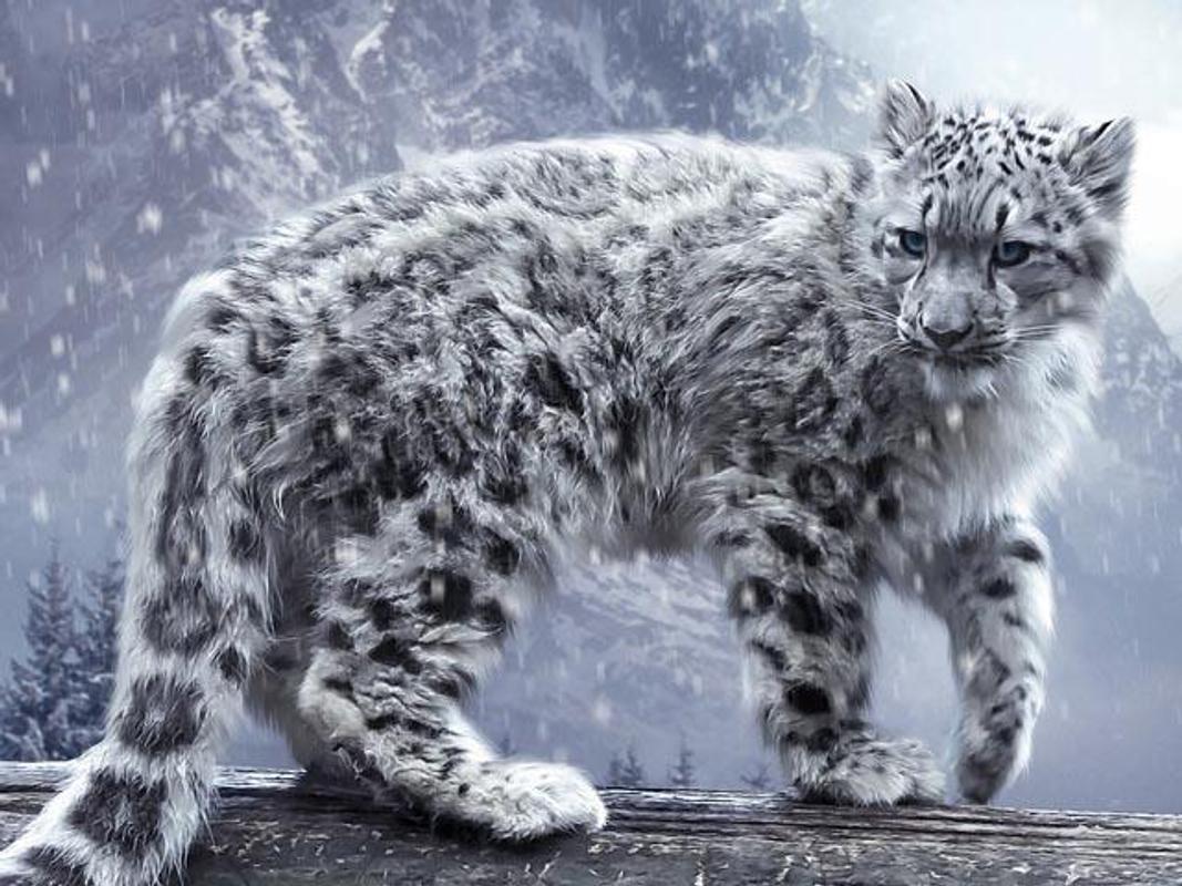 1067x800 Cool Animal Wallpaper