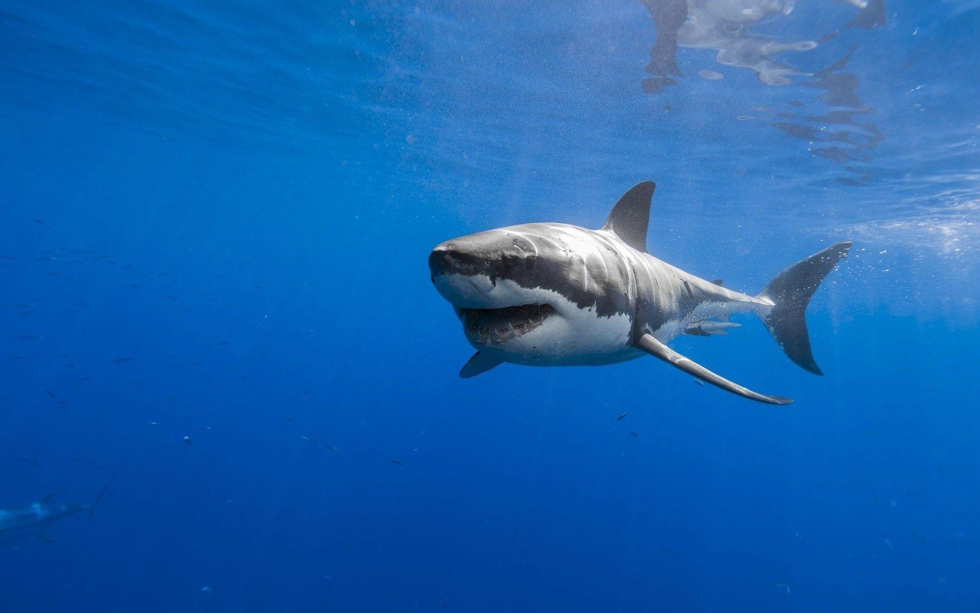 1920x1200 Great White Shark Wallpaper
