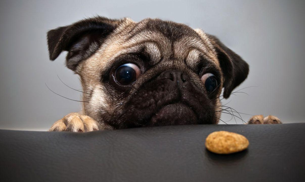 1207x722 Best image about Cool Animal Wallpaper Funny
