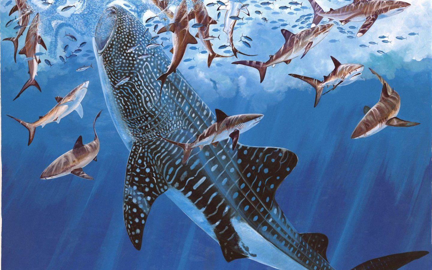 1440x900 Amazing Facts About Sharks, And 1 Tragic one. The Byronic Man