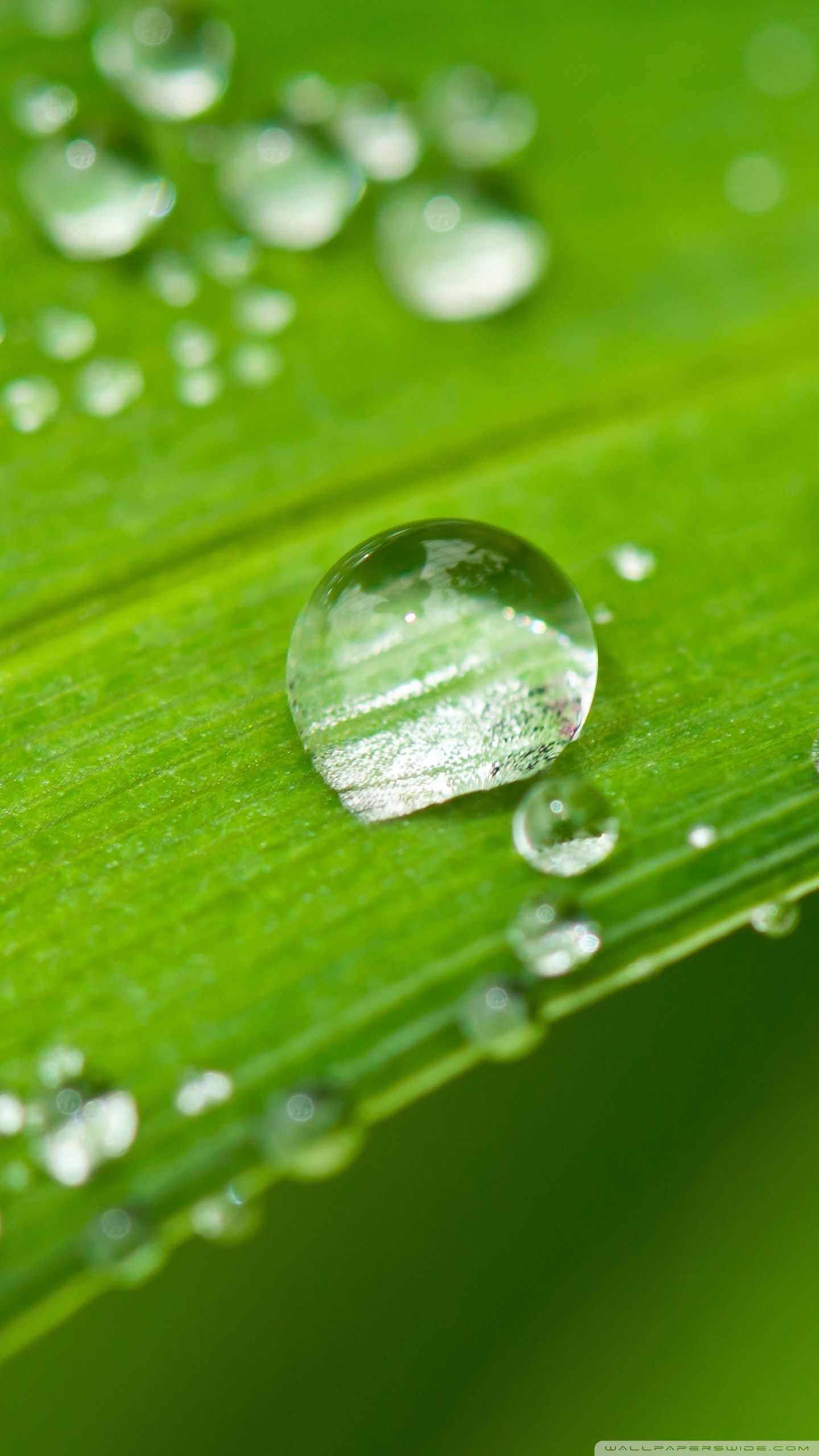 Fresh Green Wallpapers - Top Free Fresh Green Backgrounds - WallpaperAccess