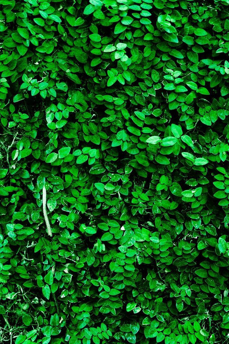 Fresh Green Wallpapers - Top Free Fresh Green Backgrounds - WallpaperAccess