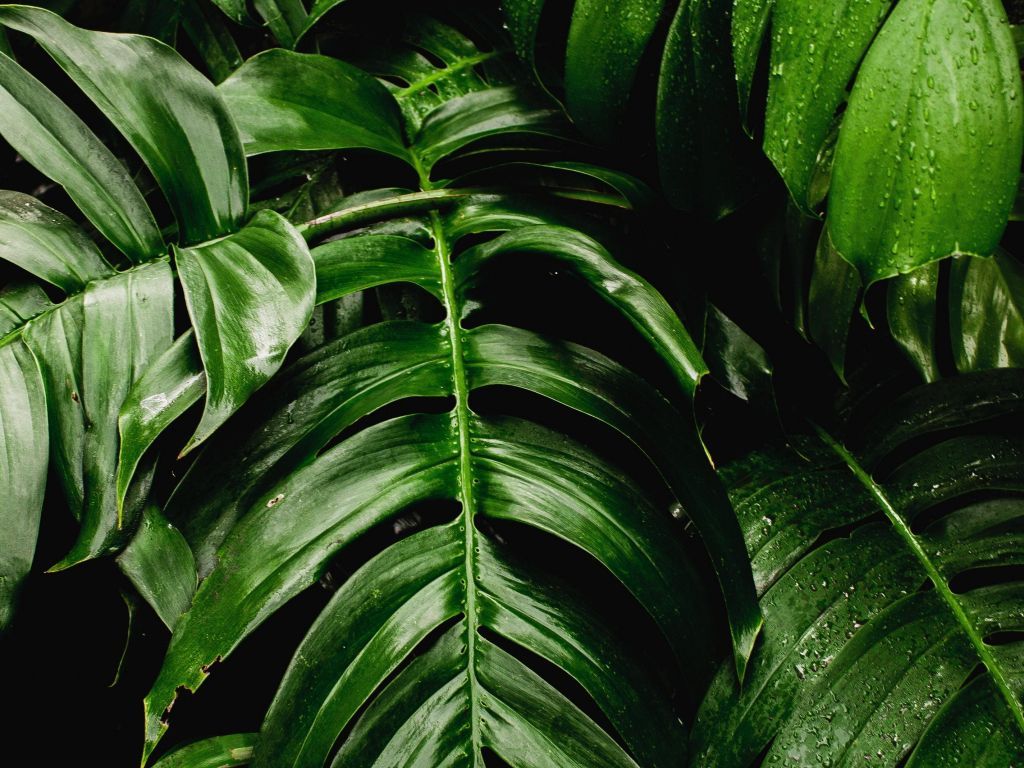 1024x768 Wallpaper fresh, plants, green leaf