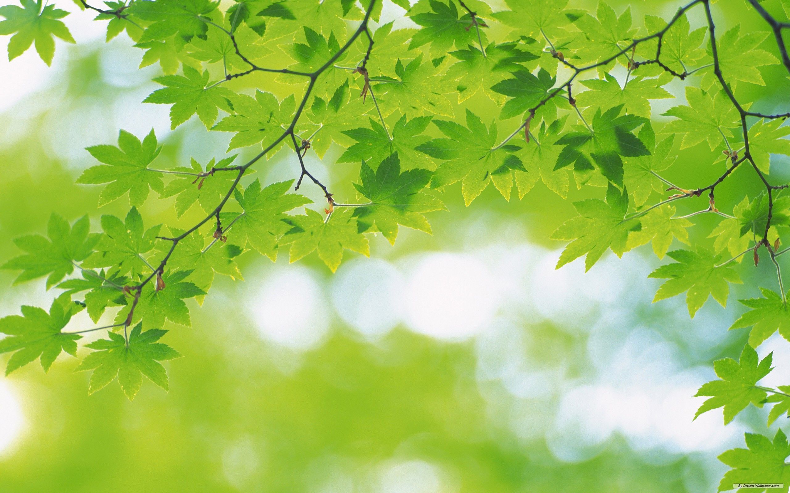 Fresh Green Wallpapers - Top Free Fresh Green Backgrounds - WallpaperAccess