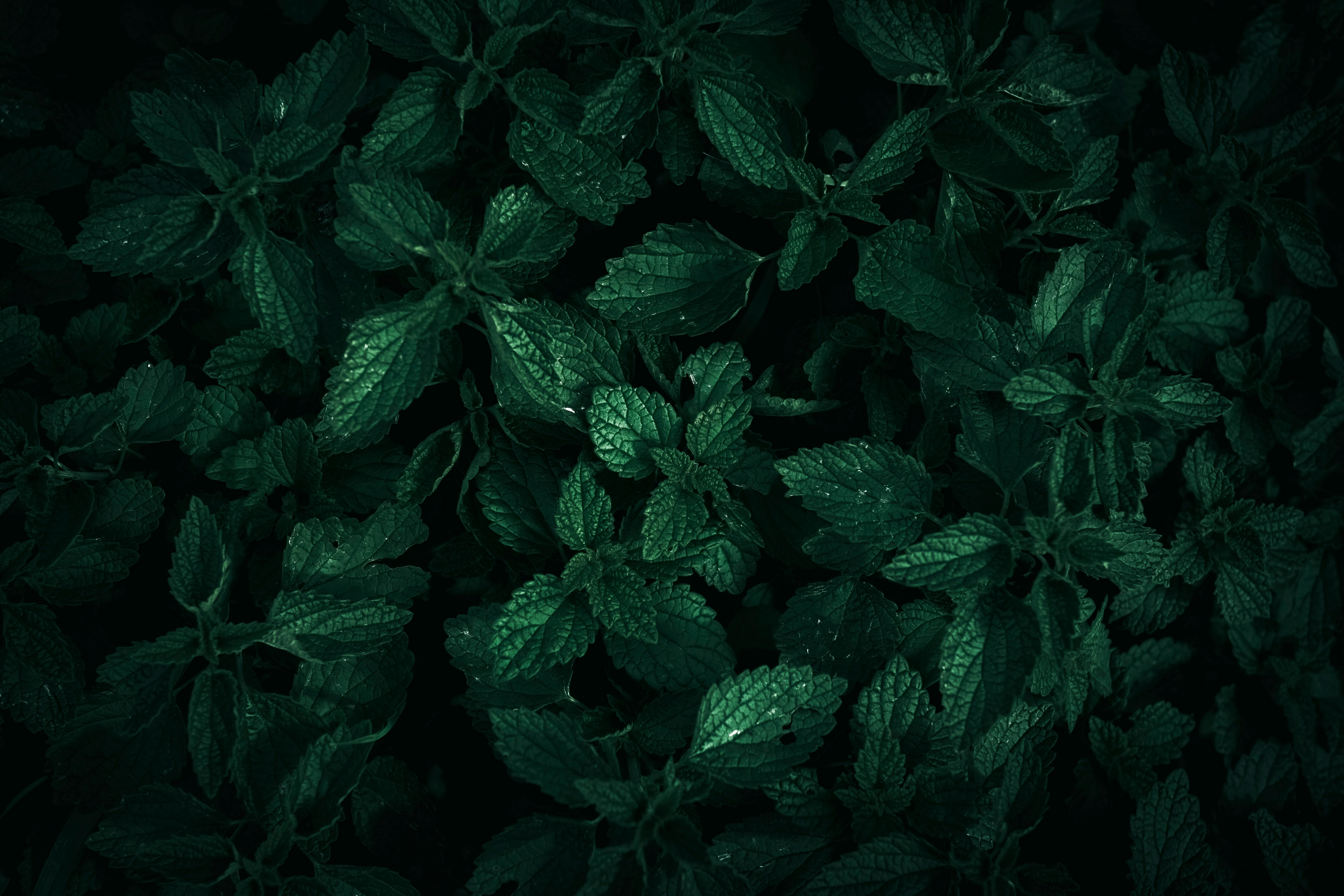 6960x4640 Dark Green Leaves · Free