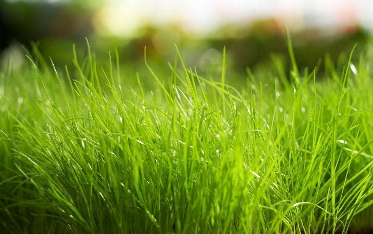 1280x804 Download free Fresh Green Grass Macro