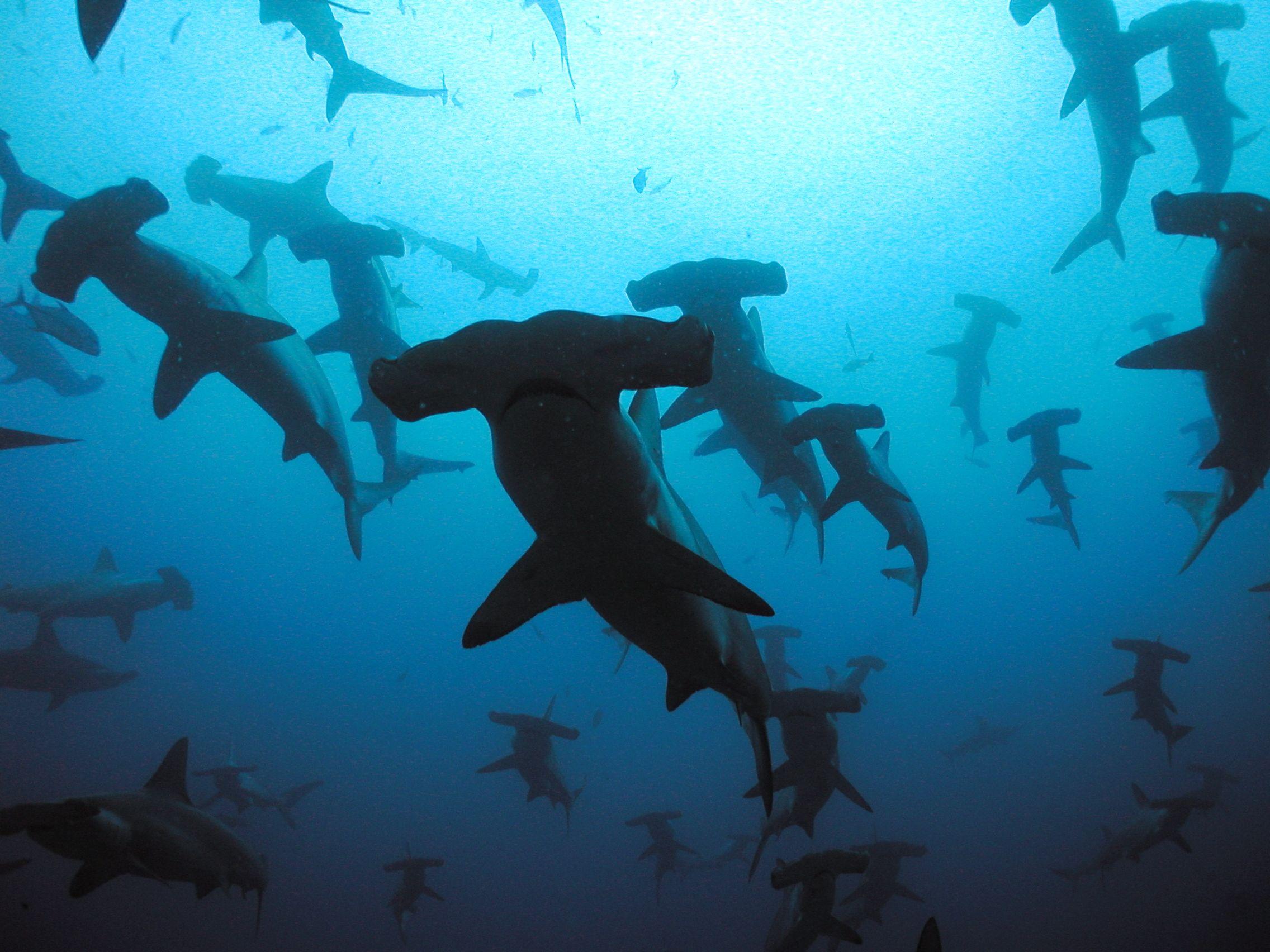 2272x1704 The 13 Most Awesome Wallpaper For People Who Love Shark Week [Gallery]. Cult of Mac