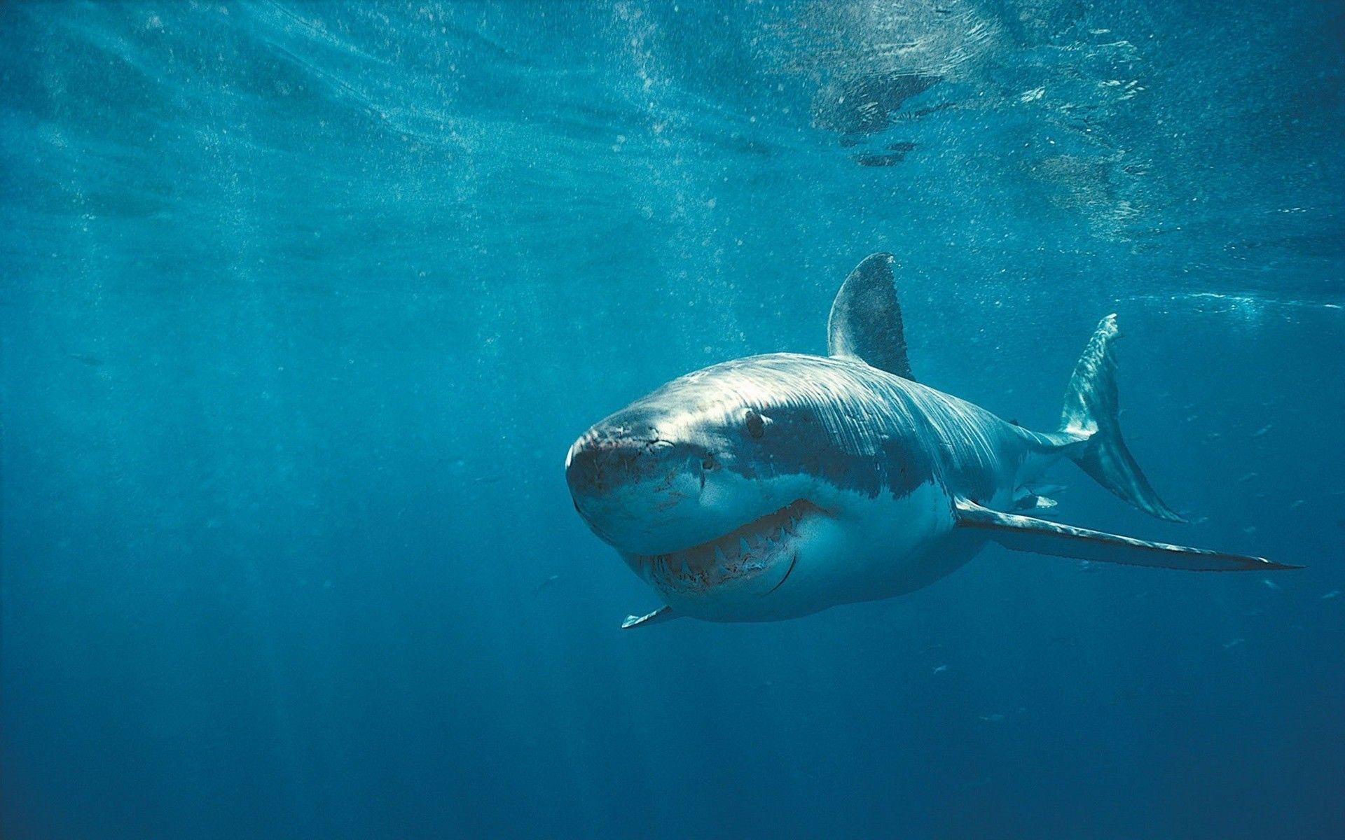 1920x1200 Funny Great White Shark Wallpaper