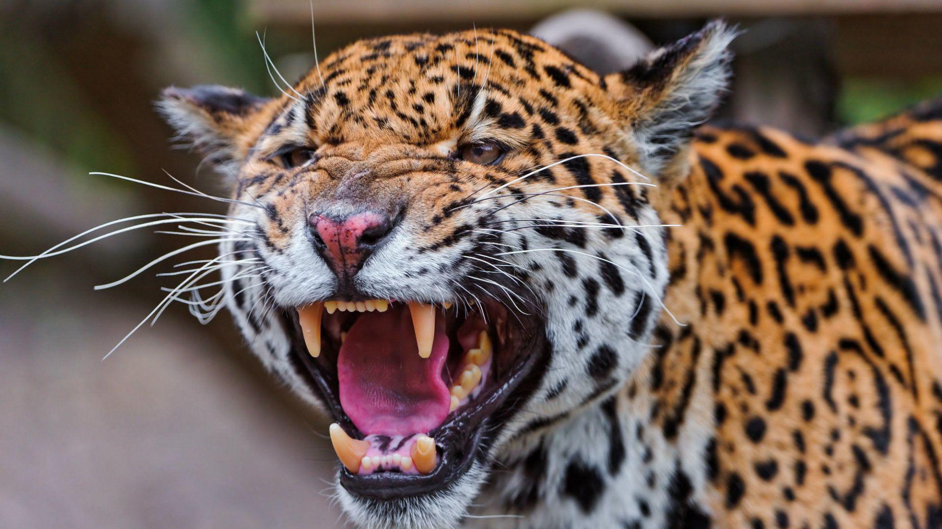 1920x1080 Cool Animal Wallpaper (63 Image), Cool Animals