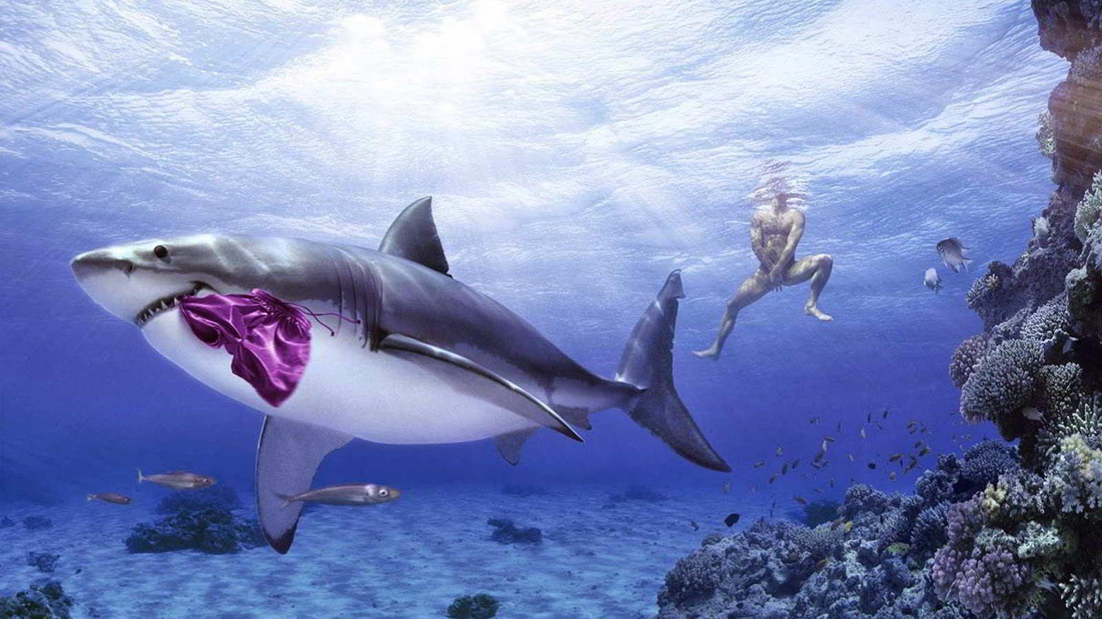1600x900 Funny Wallpaper. FUNNY. Funny animal photo, Funny