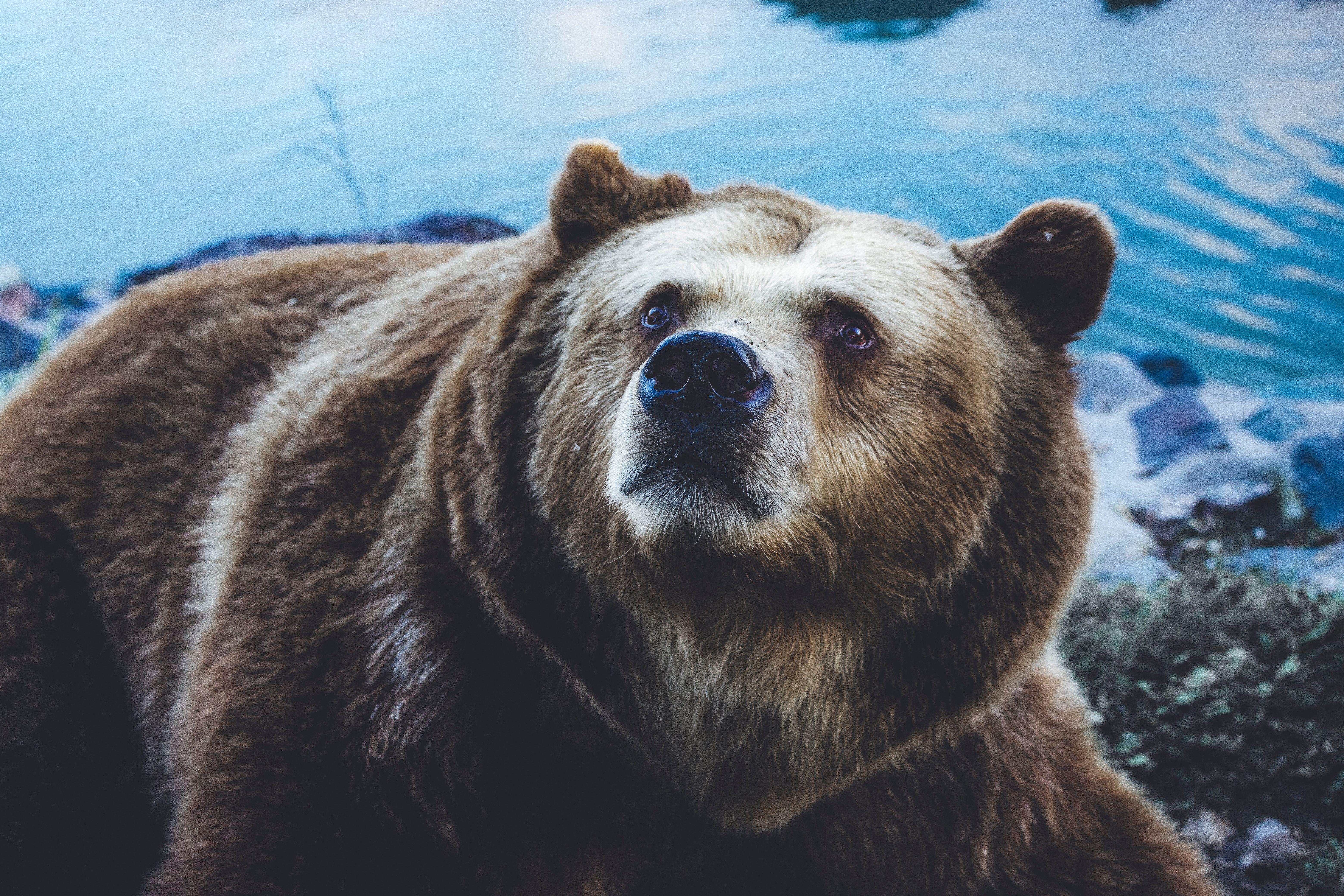 6240x4160 6240x4160 #snout, #hd background, #cool background