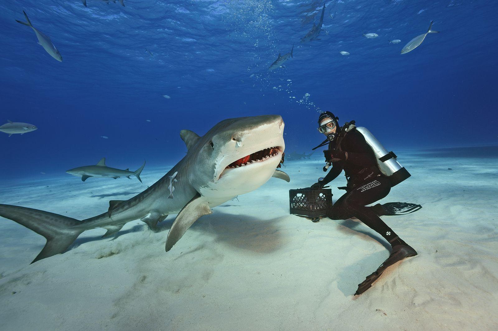 1600x1065 Tiger Shark Wallpaper HD #MTW2QW2
