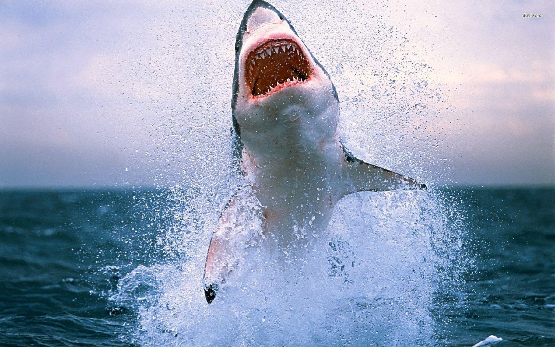 1920x1200 Awesome Funny Shark HD Wallpaper