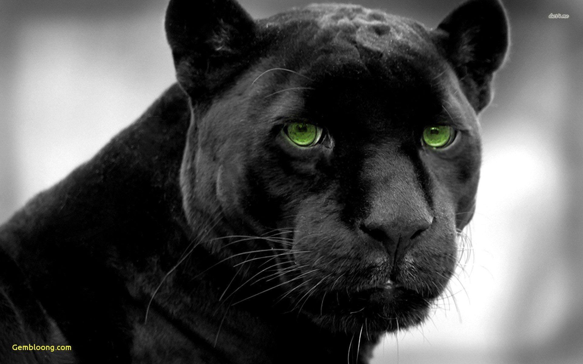 1920x1200 Inspirational Cool Animal Wallpaper HD