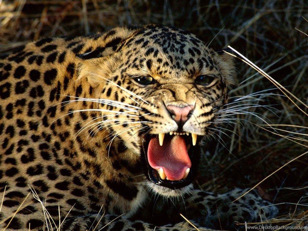 1024x768 Snarling, Cheetah, HD Animal Wallpaper, Pet Love, Cool