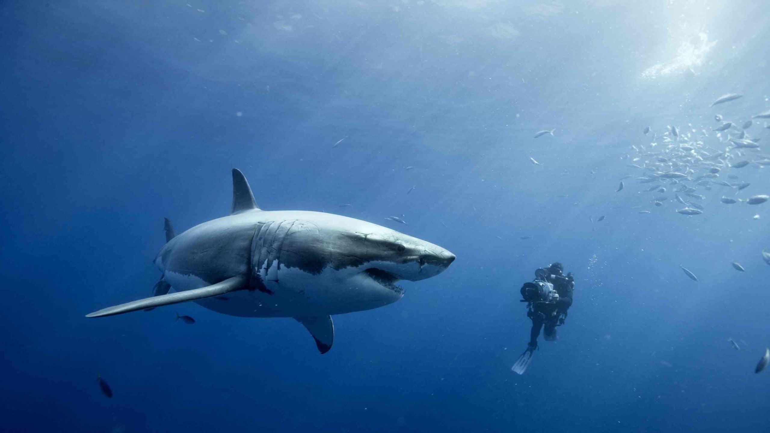 2560x1440 shark wallpaper hd