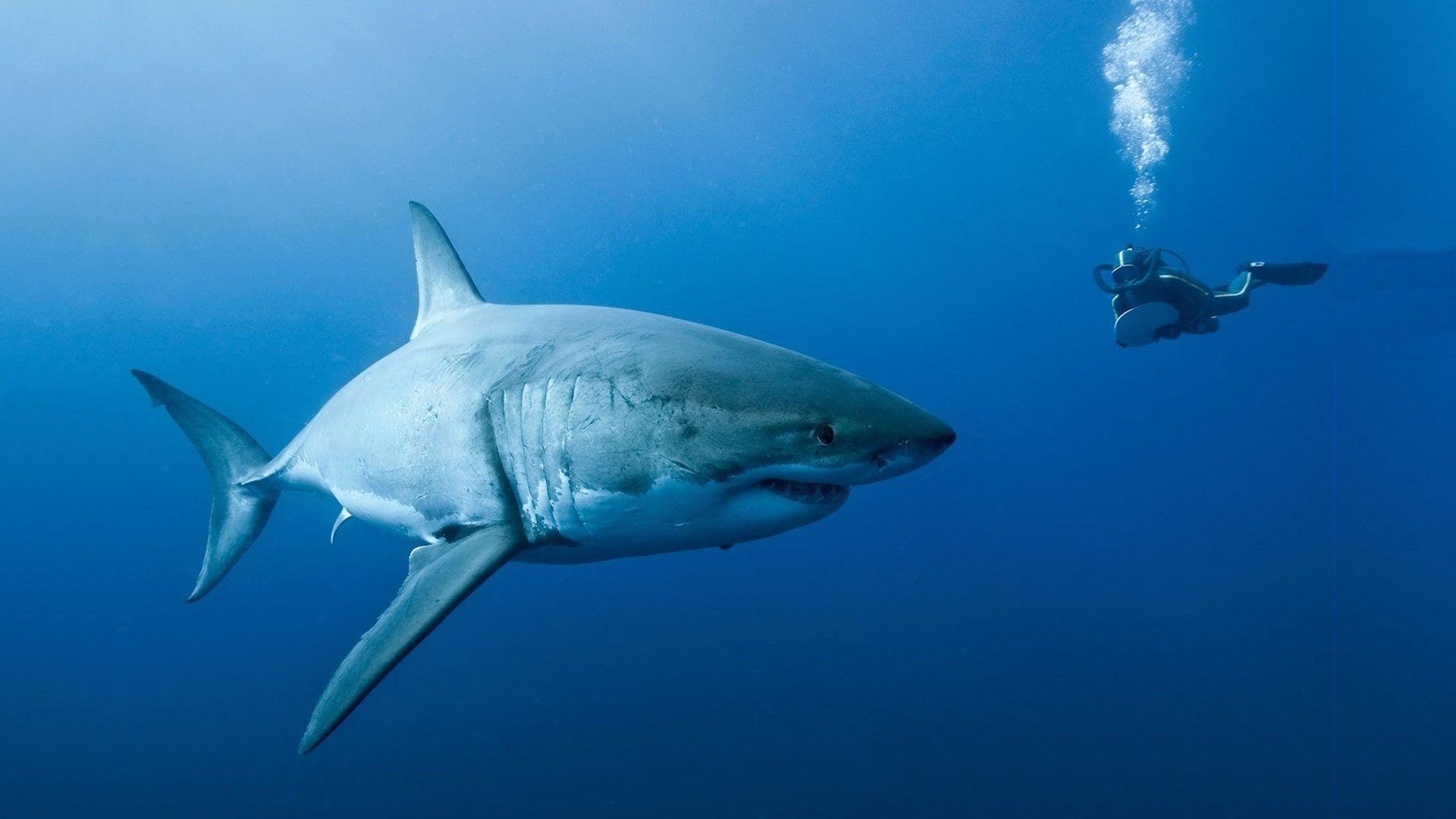 1920x1080 Great White Shark Wallpaper HD background picture