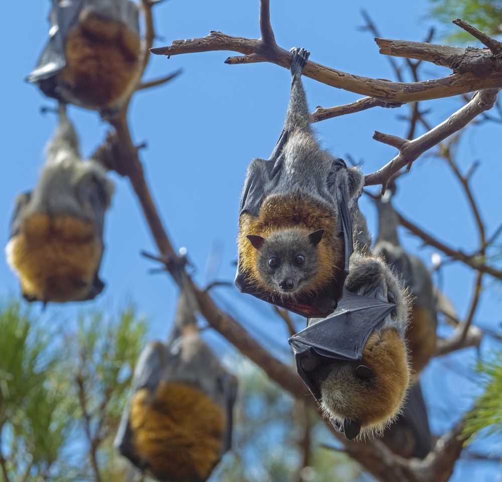 1000x962 Flying Fox Picture. Download Free