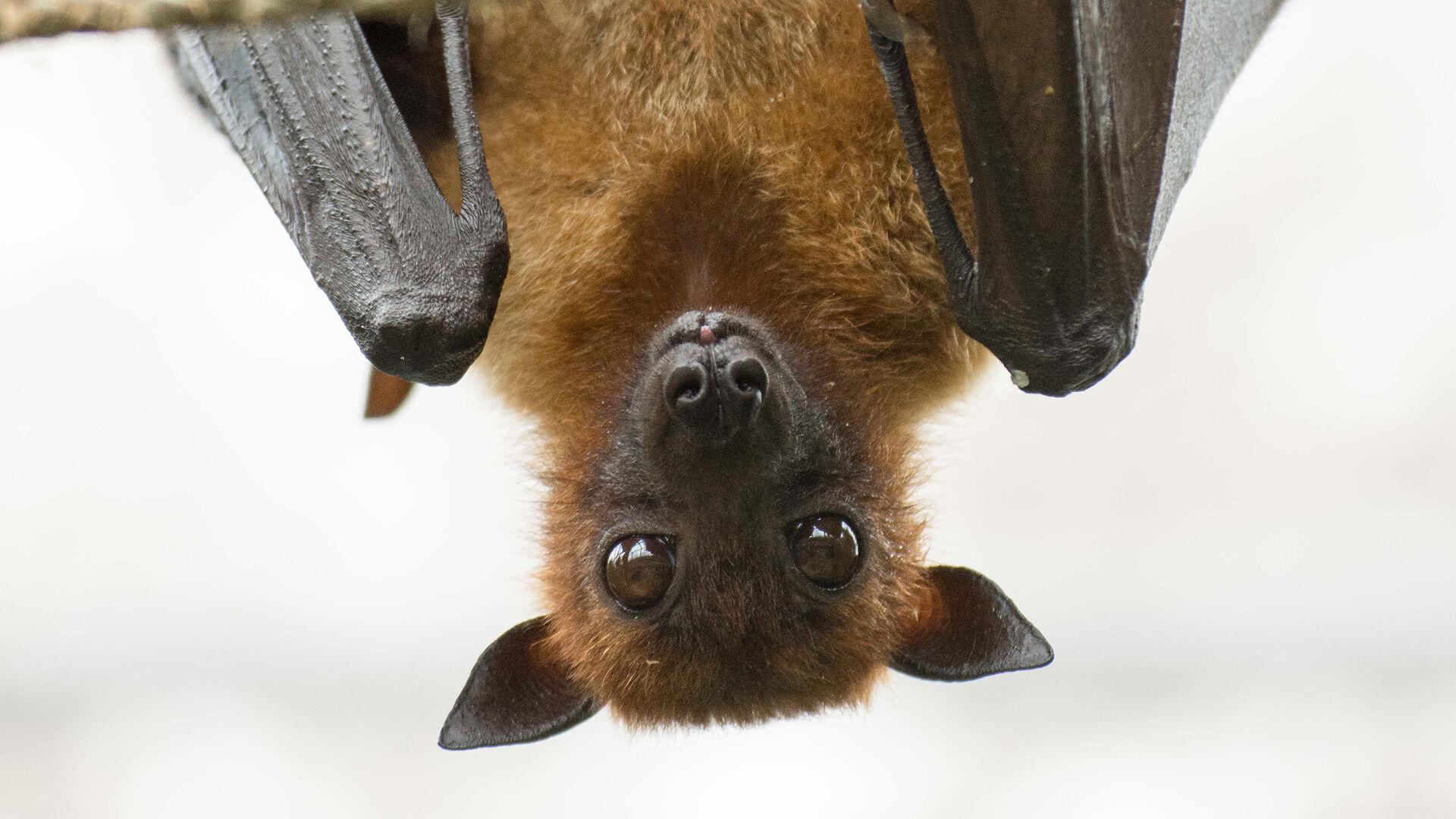 1920x1080 rescuing baby flying foxes