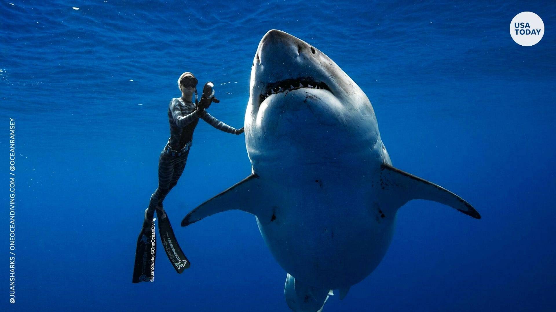 1920x1080 great white shark australia wallpaper