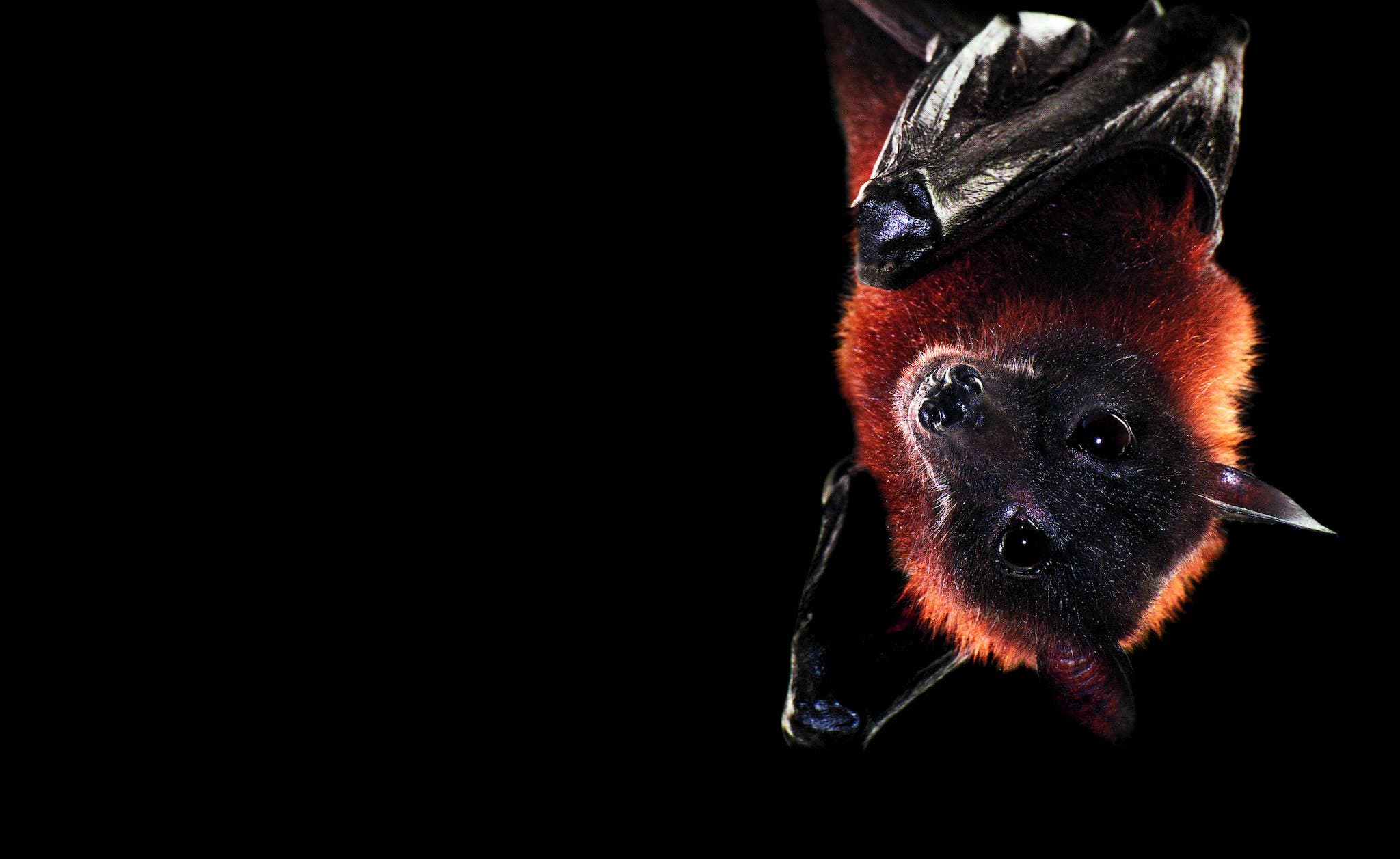 2048x1257 A Photographer's Guide to Nocturnal