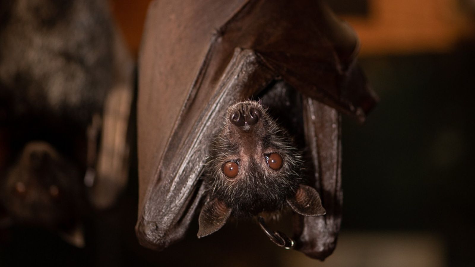 1600x900 Columbus Zoo explains why bats aren't