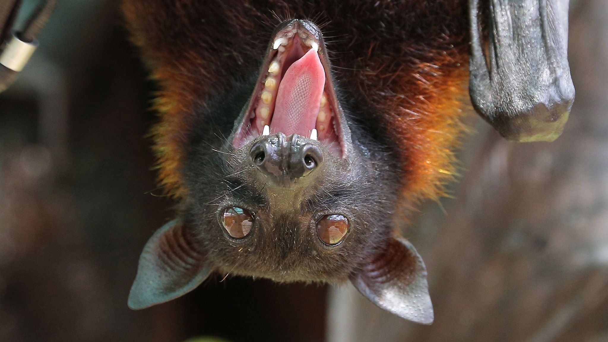 2048x1152 The Giant Flying Fox