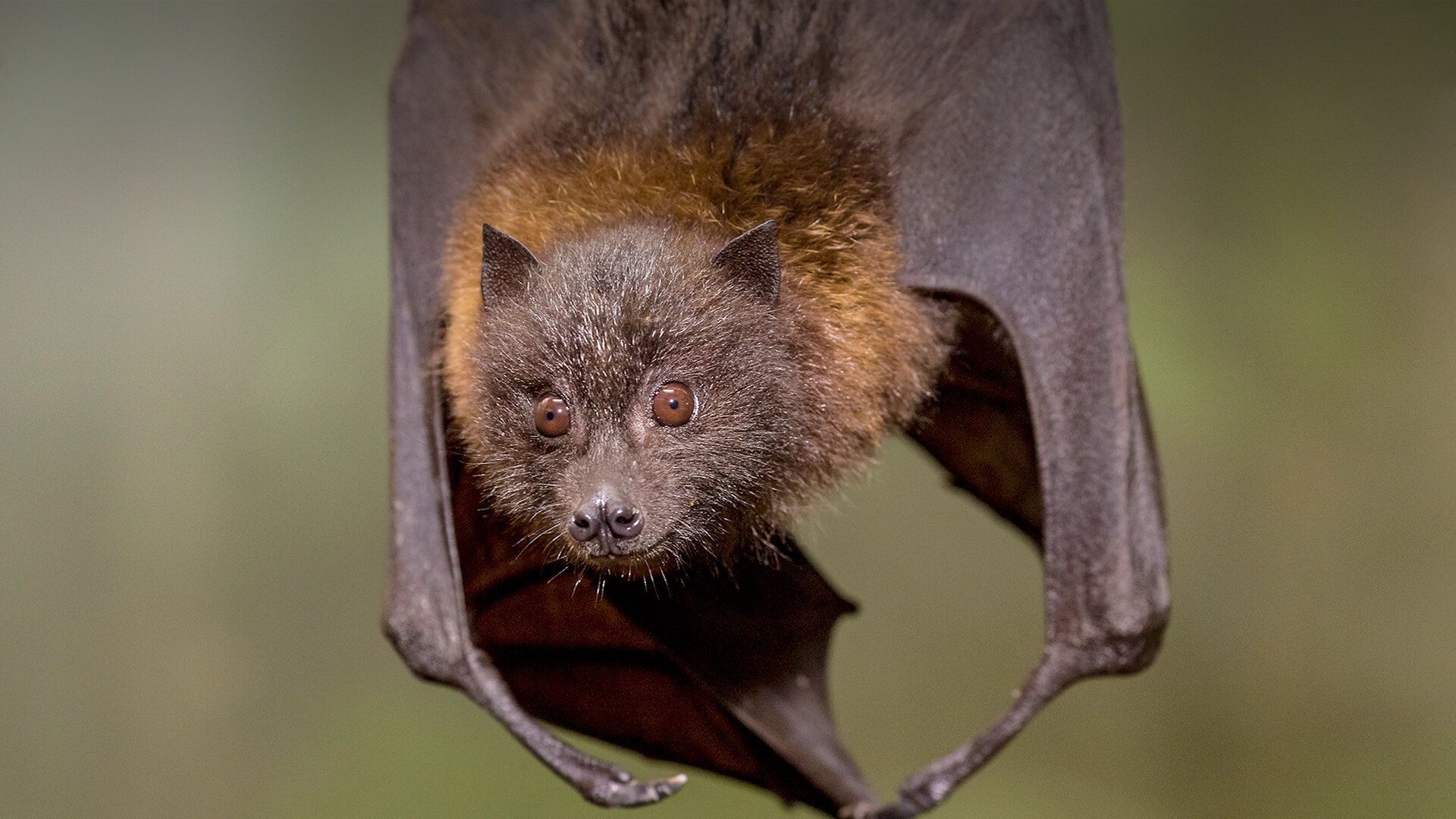 1920x1080 Rodrigues Flying Fox. San Diego Zoo