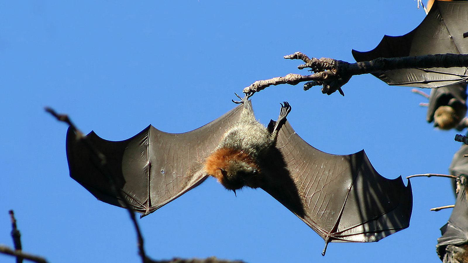 1600x900 Flying Foxes