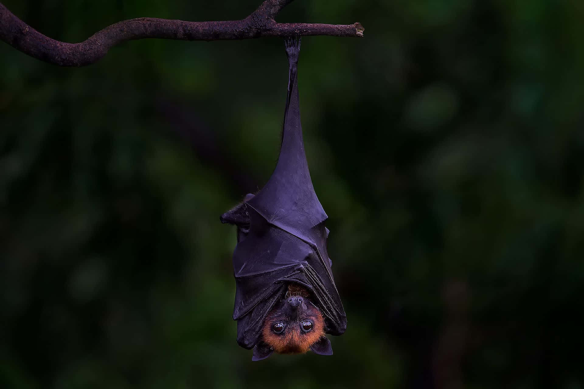 1920x1280 winged bats flying against a full moon