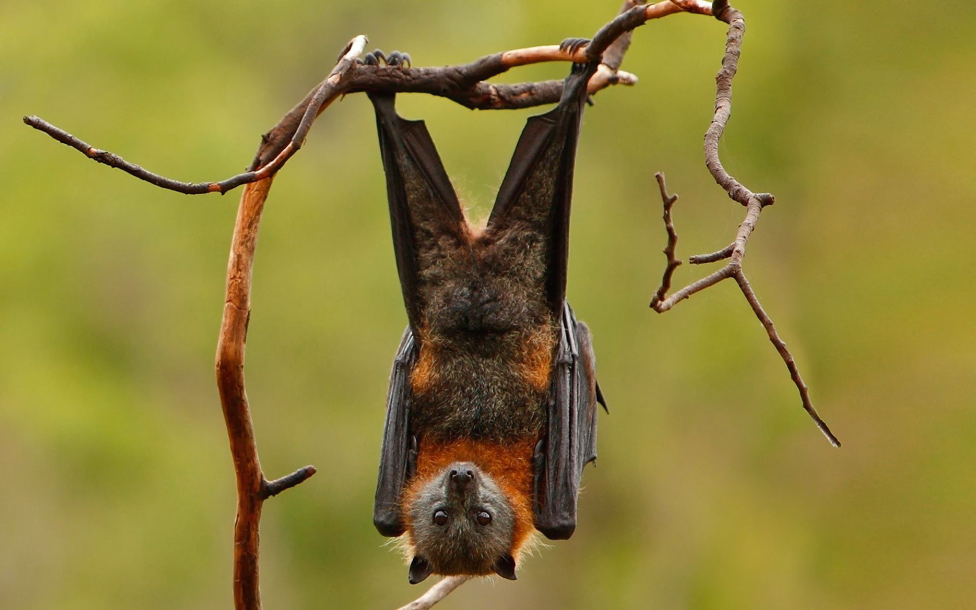 1920x1200 Siberian flying Fox, bats