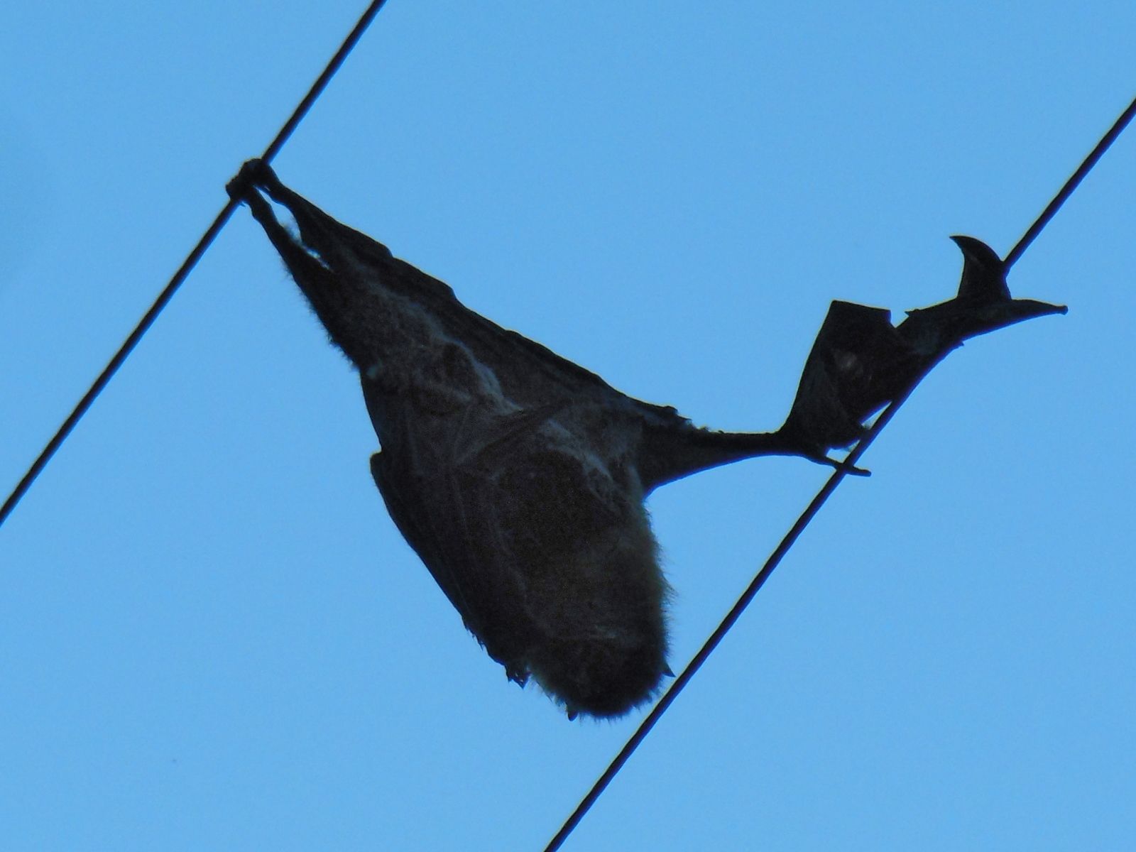 1600x1200 Electrocuted flying