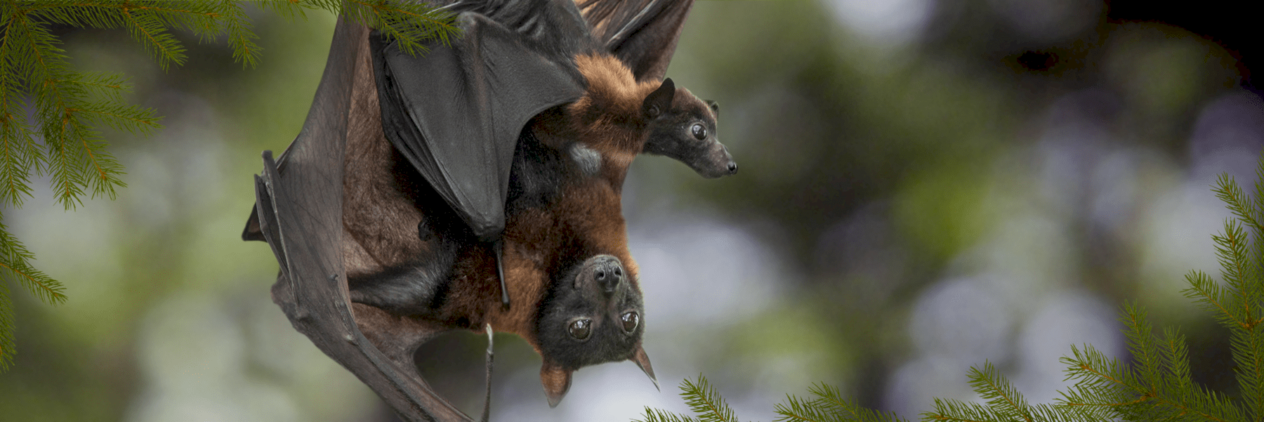 1800x601 Indian Flying Fox