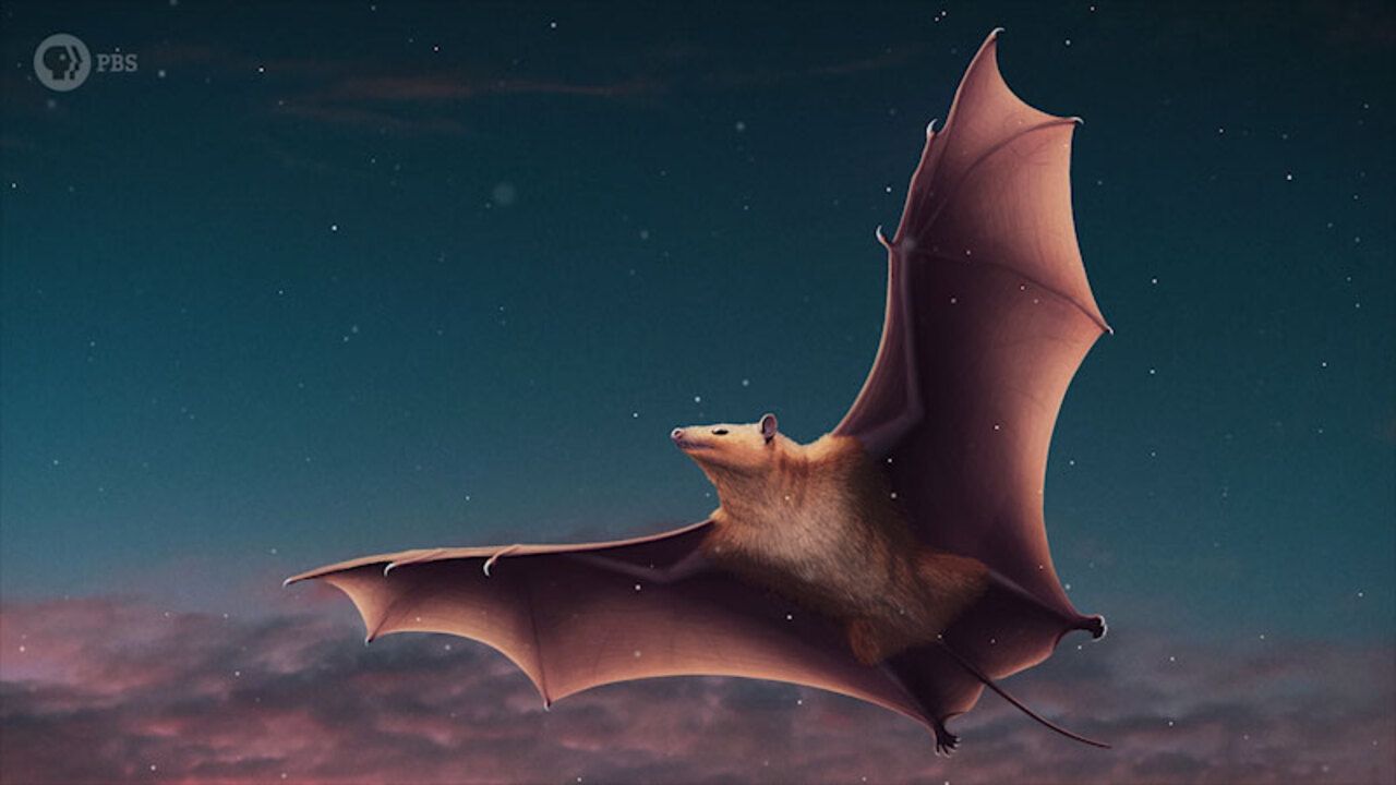 1280x720 Eons: When Bats Took Flight