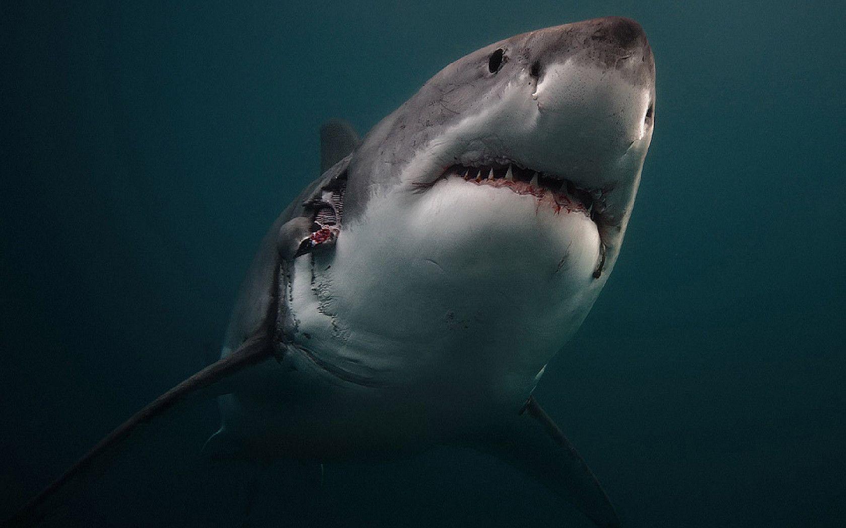 1680x1050 Great White Shark Wallpaper