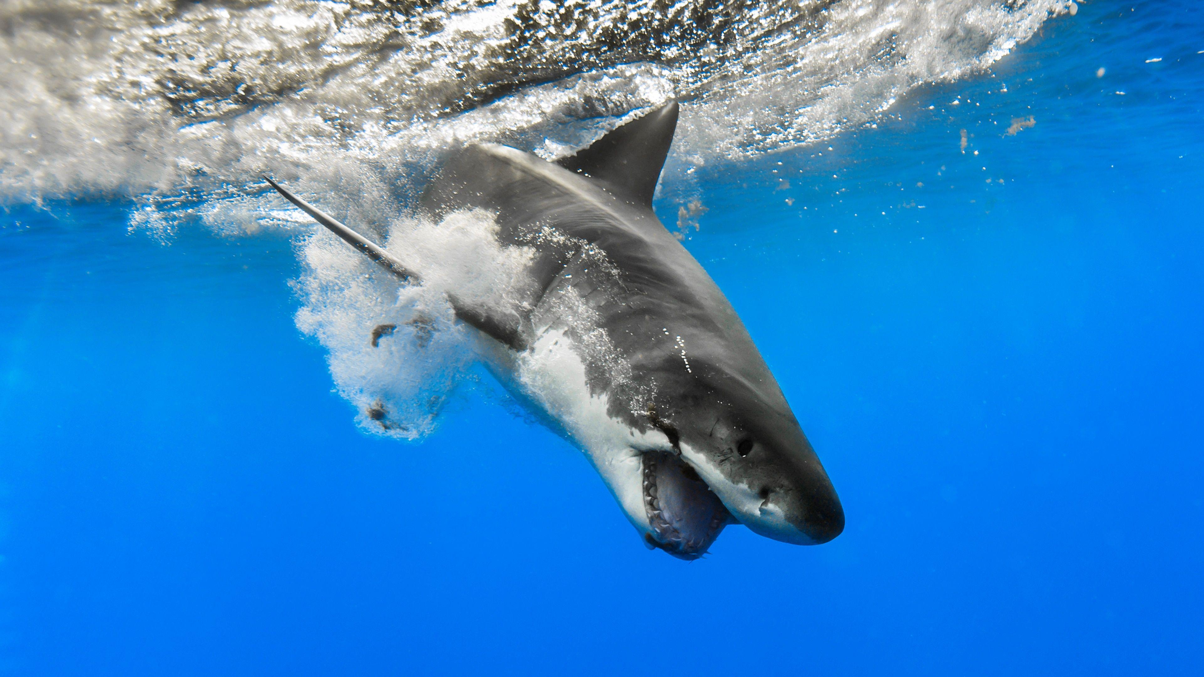 Hình nền HD 3840x2160 Great White Shark 4k.  Hình nền