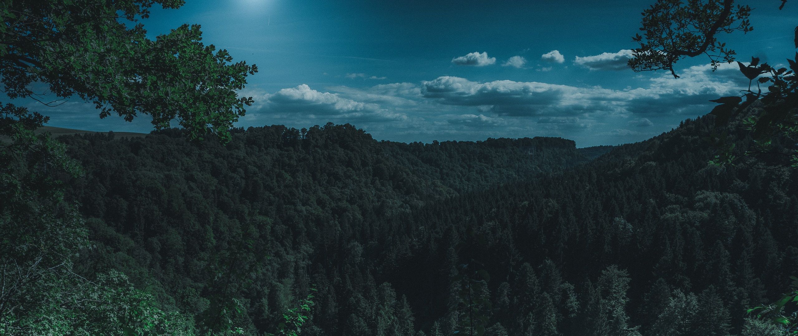 2560x1080 Dark Night Forest View 5k