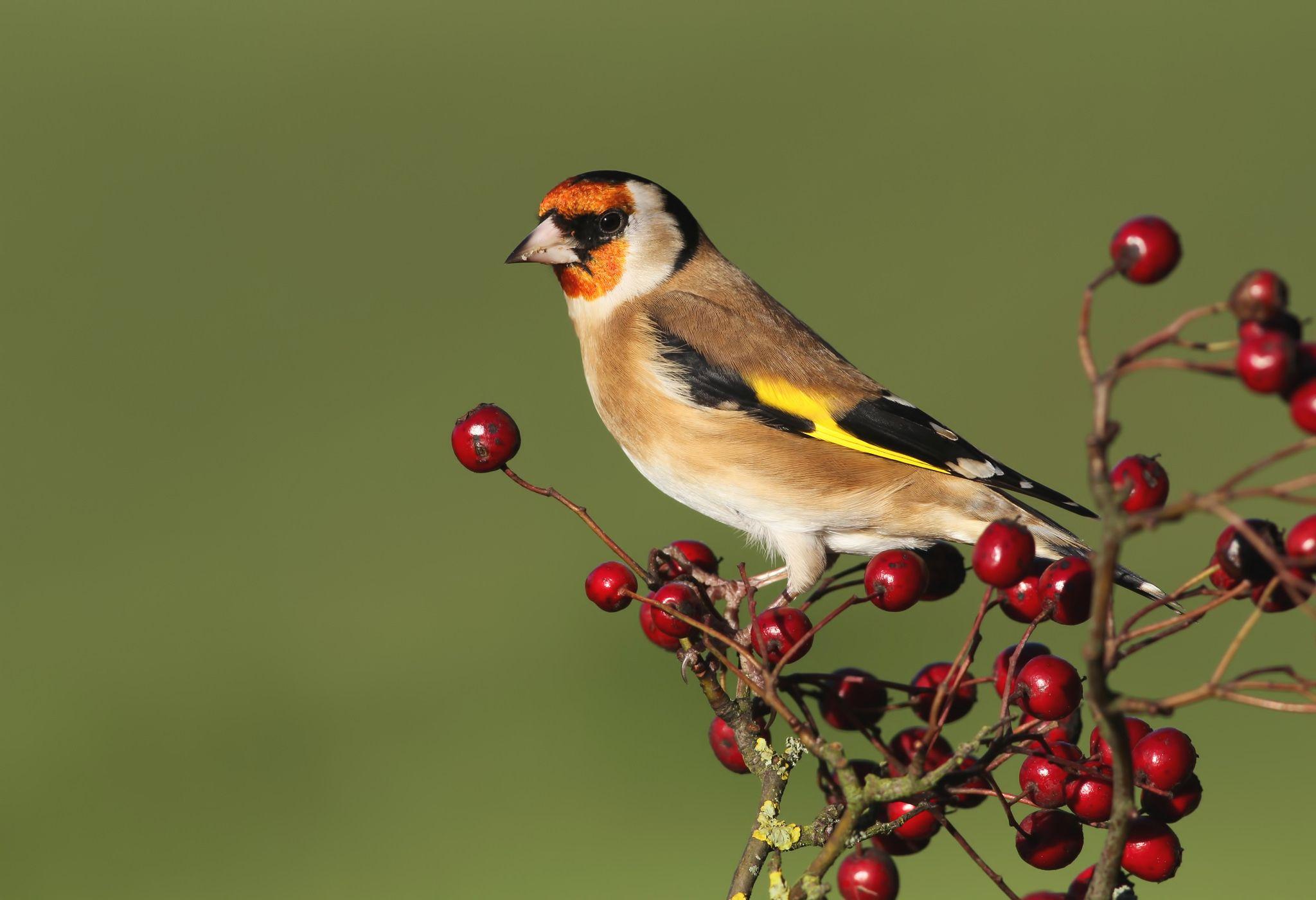 2048x1400 Animal Goldfinch HD Wallpaper